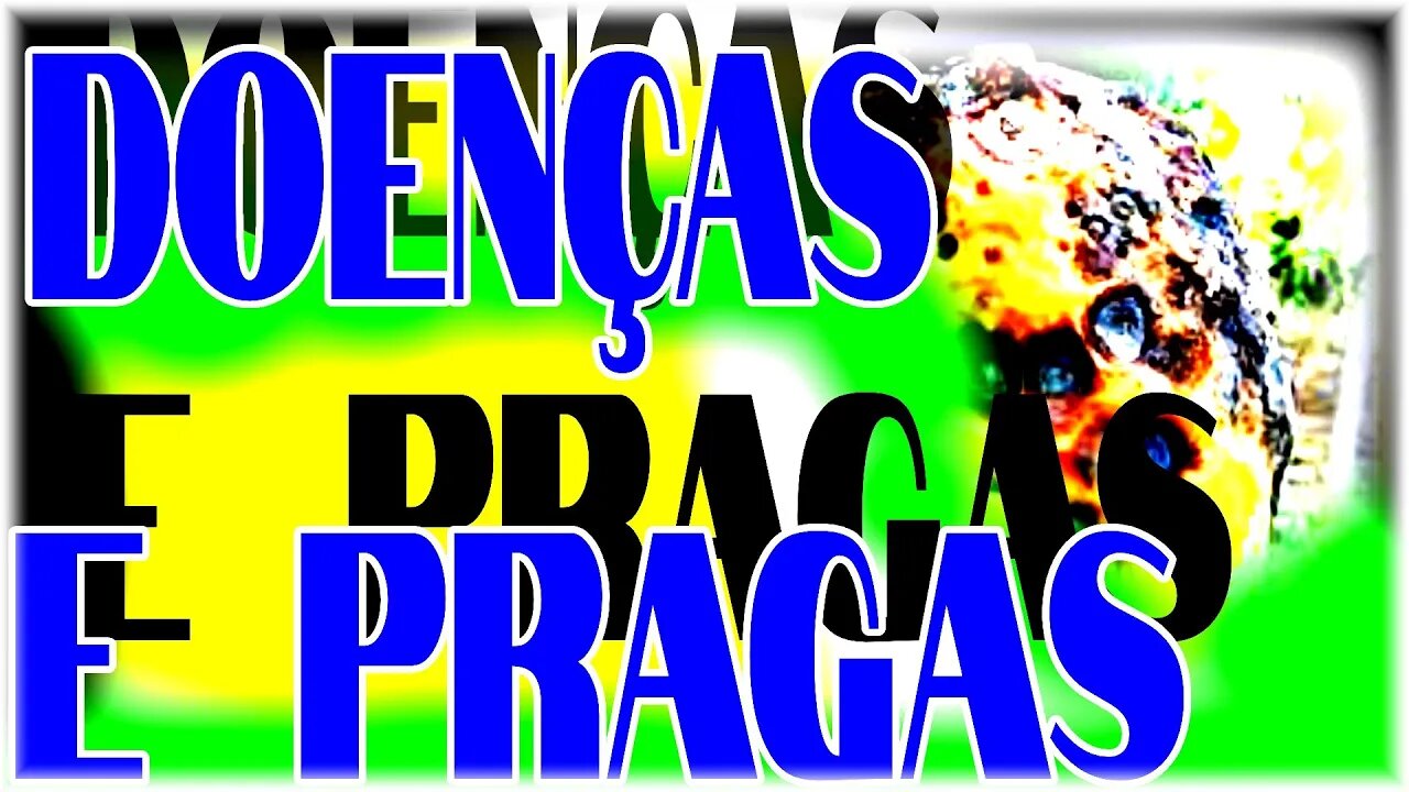 PRINCIPAIS Doenças e pragas 🦗🌱🐜do mamoeiro COMO TRATAR