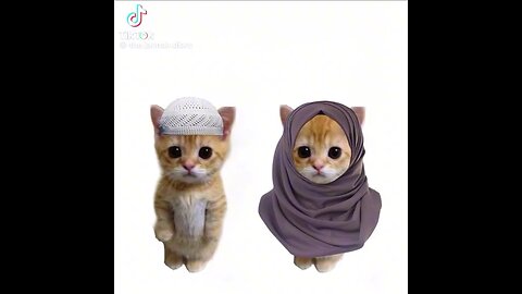 Muslim cat 🥺