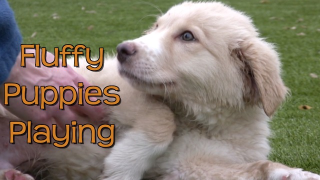 Great Pyrenees puppies play at animal shelter