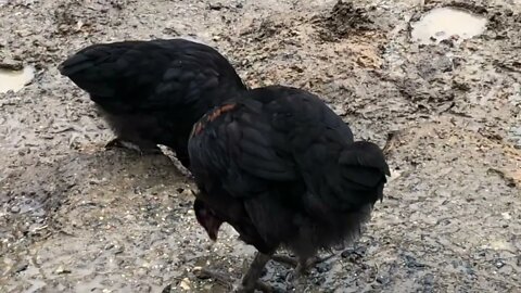 Two black chicks 14 weeks old. Wondering if they’re boys or girls