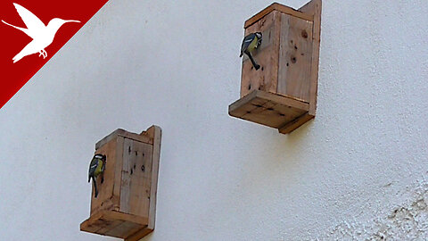 Great tit couple choose nest