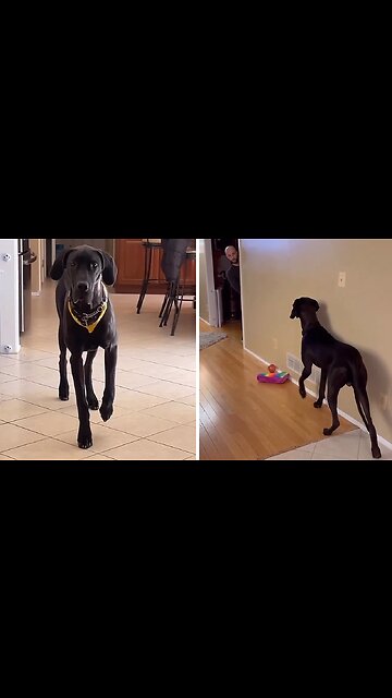 Great Dane Hilariously Turns On Stealth Mode