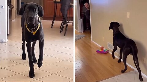 Great Dane Hilariously Turns On Stealth Mode