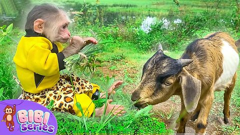 BiBi. Monkey is having fun playing with the ducks.◈👍