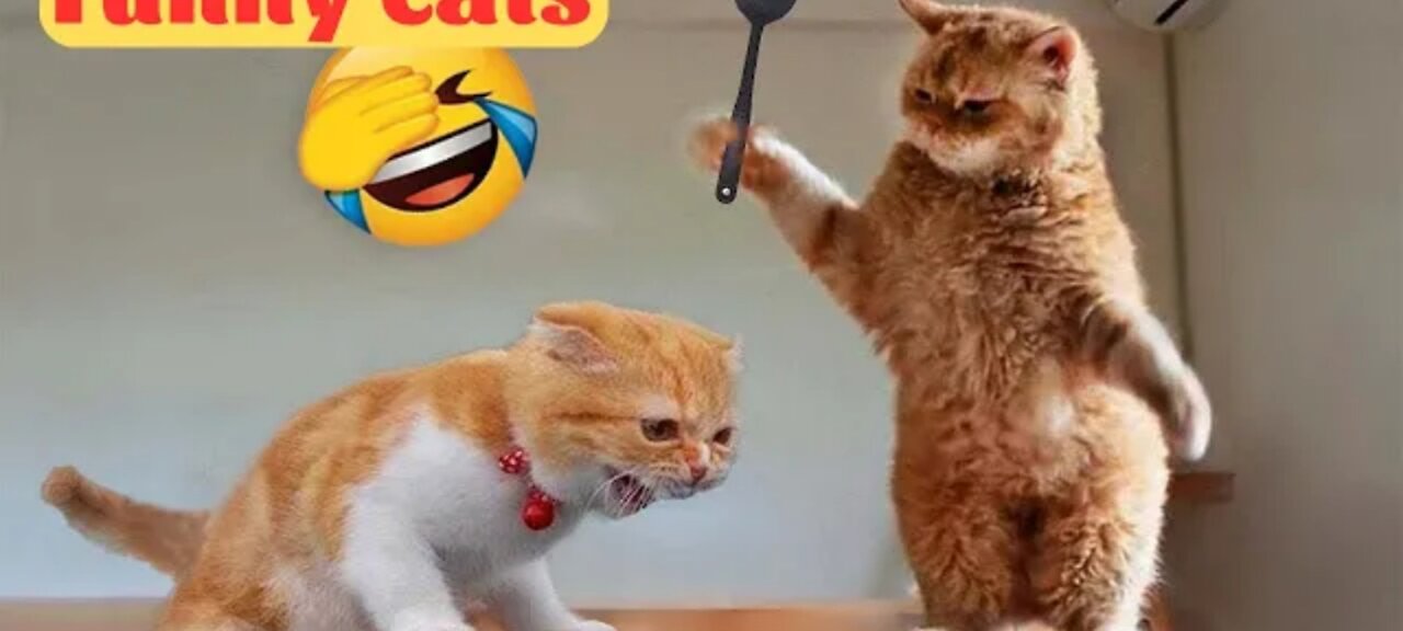 Funny animals videos in the 2023 - funniest cats and dogs video 😱