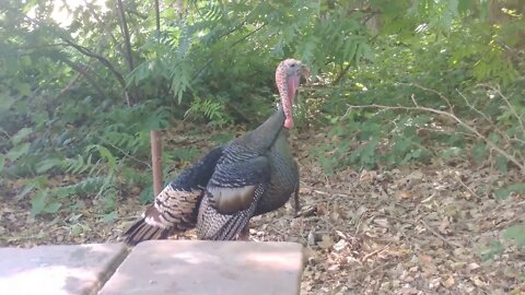 Big Turkey!