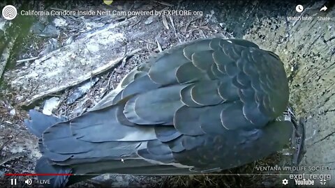 The itsy bitsy baby Conder at 2,3, and 4 days old. Parents keep him under wraps.5-1-20