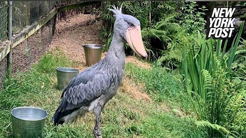 Lonely female shoebill is looking for love