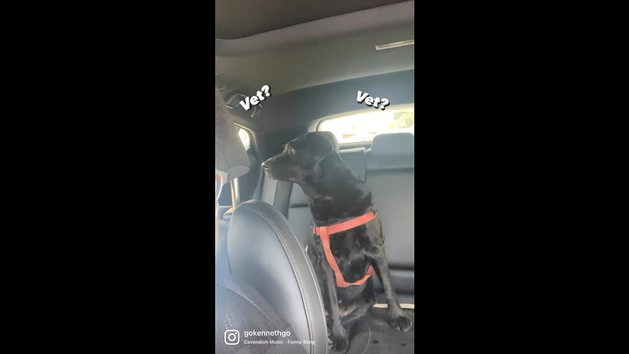 we're at the vet