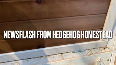 Breaking news from hedgehog Homestead