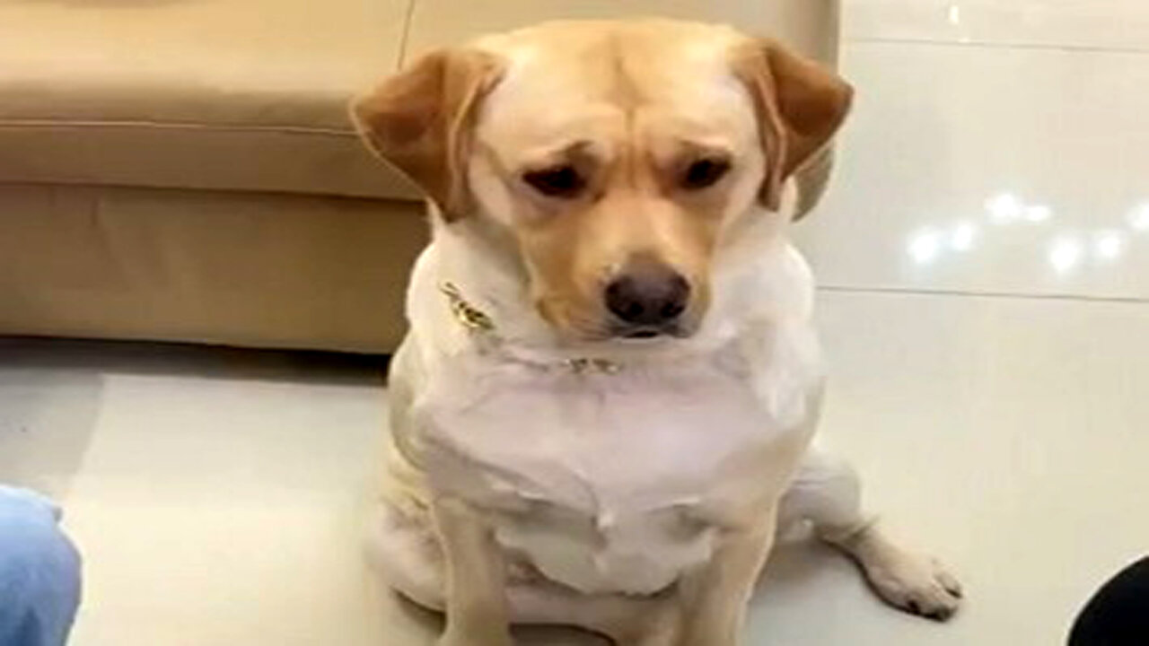 Dog’s Reaction To Situation Is Surprisingly Human!