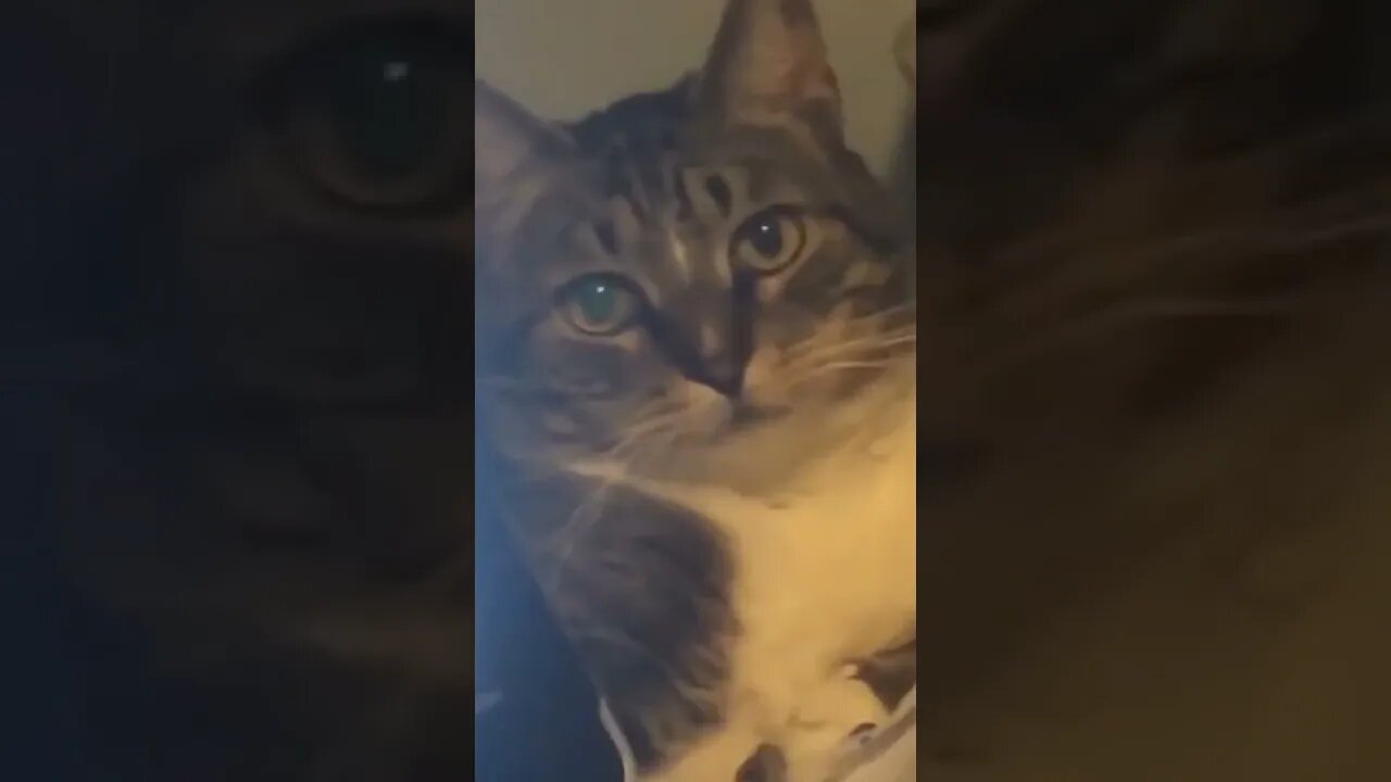 Funny Animals 177 funnycontent707