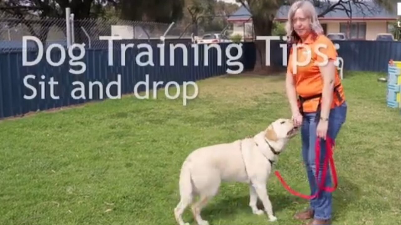 FREE DOG TRAINING SERIES – Lesson 1: how to teach your dog to sit and drop RSPCA South Australia