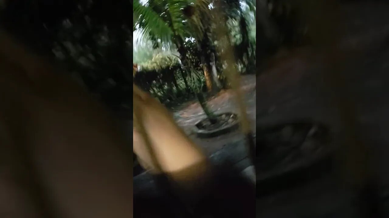 Dando bom dia para o Zeus e para a Pandora 🐕🐕