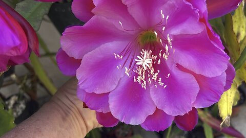 Epiphyllum Blooms Today