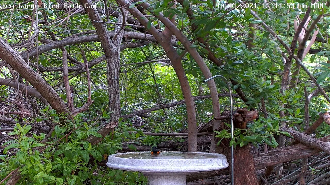 American Redstart - Male