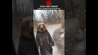 urso andando em duas patas