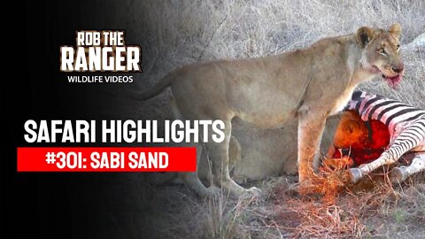 Safari Highlights #301: 27 - 30 October 2014 | Sabi Sand Nature Reserve | Latest Wildlife Sightings