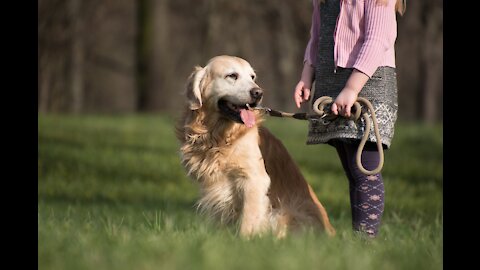 THE MOST OVERLOOKED DOG TRAINING COMMAND! (MUST WATCH!!!)