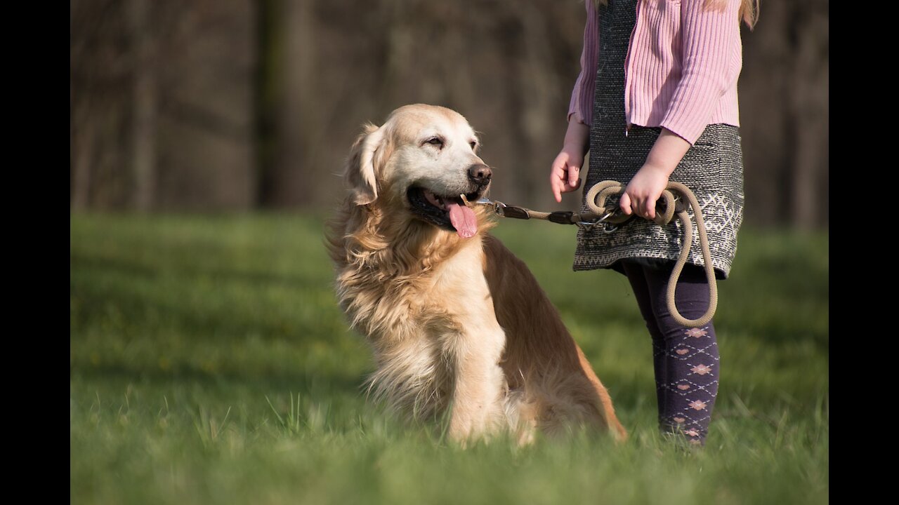 THE MOST OVERLOOKED DOG TRAINING COMMAND! (MUST WATCH!!!)