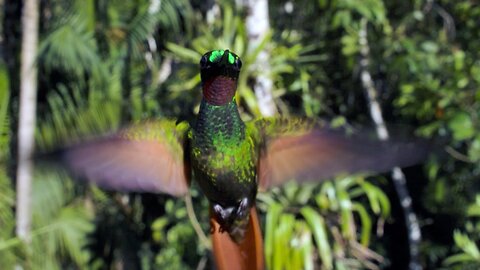 The Delightful Dance of Hummingbirds | The Wild Place | Relax with Nature | BBC Earth