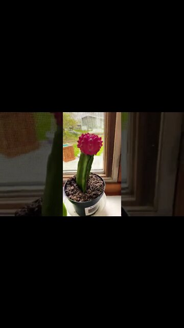 Pink flowering cactus