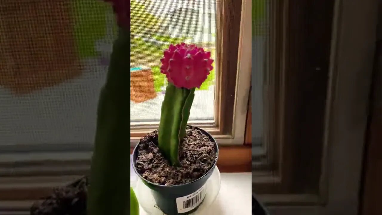 Pink flowering cactus