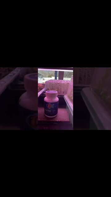 Update on Sweet Potato slips. It’s been almost 2 weeks!