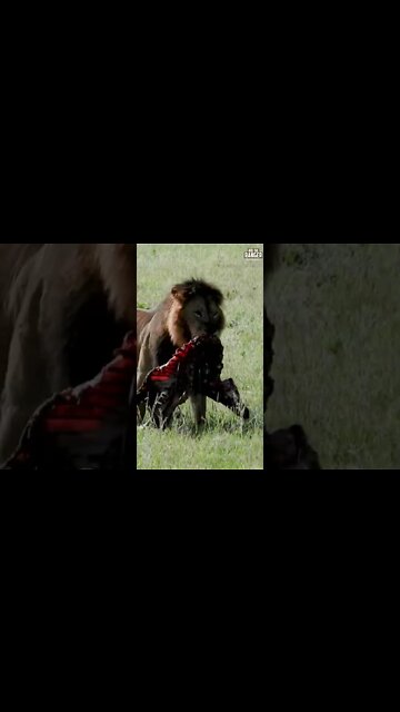 Magnificent Lion Carrying His Food | Saturday #shorts