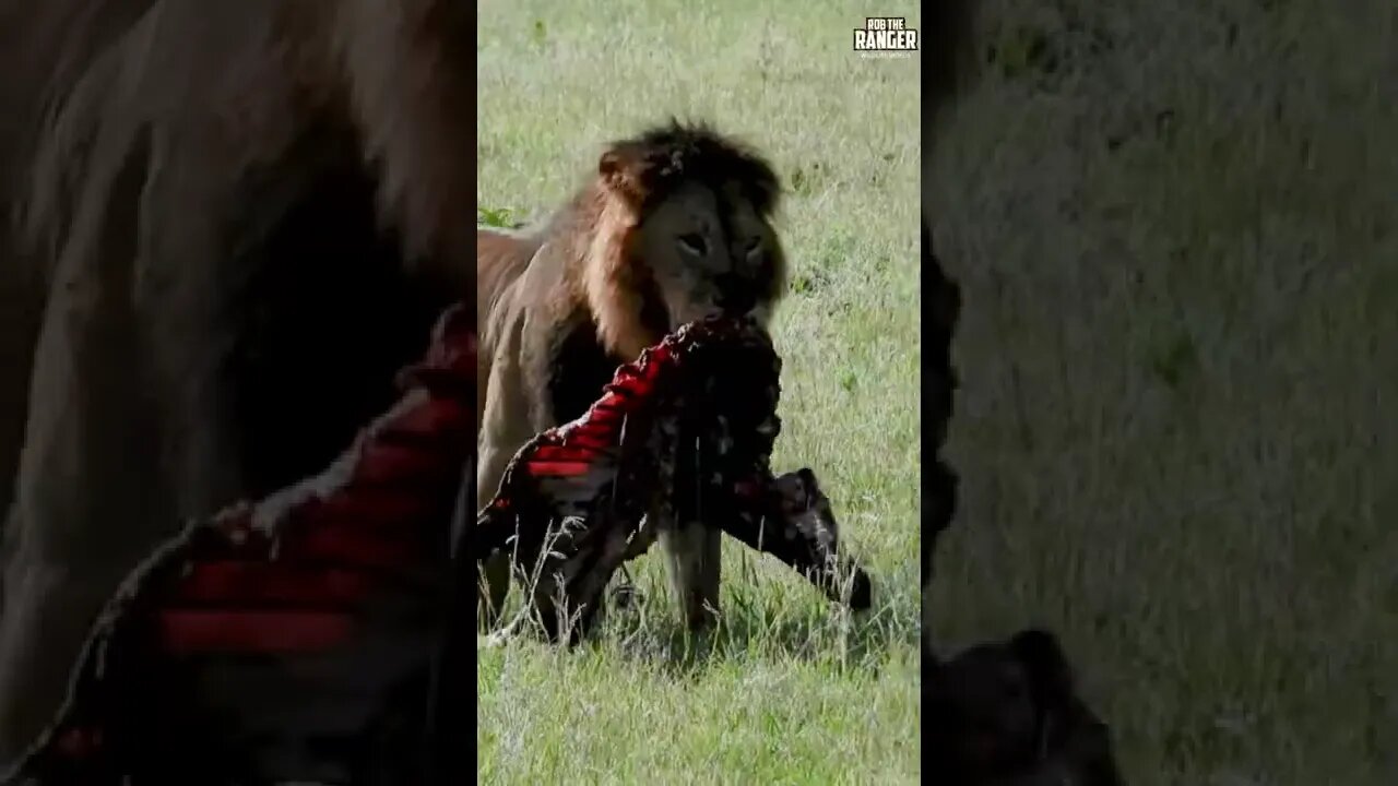 Magnificent Lion Carrying His Food | Saturday #shorts