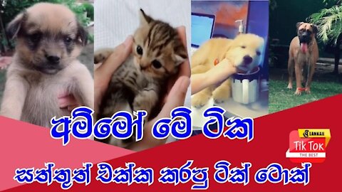 Tik Tok Best Select Your Favourite Pet