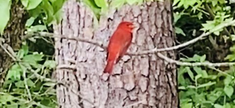 Summer Tanager, not a Cardinal