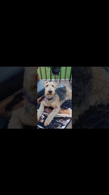 Airedales on YouTube