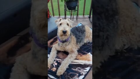 Airedales on YouTube