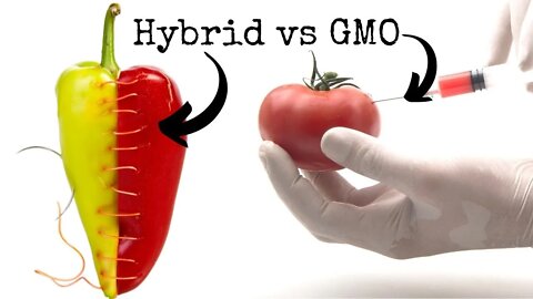 What the Difference Between GMO and Hybrid?