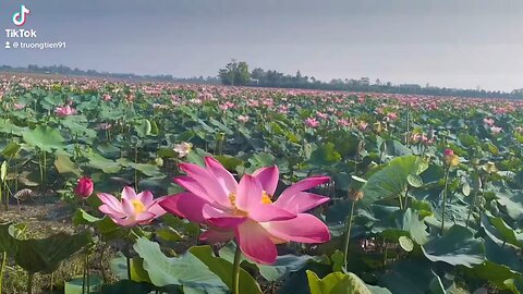 Ruộng sen quê hương em