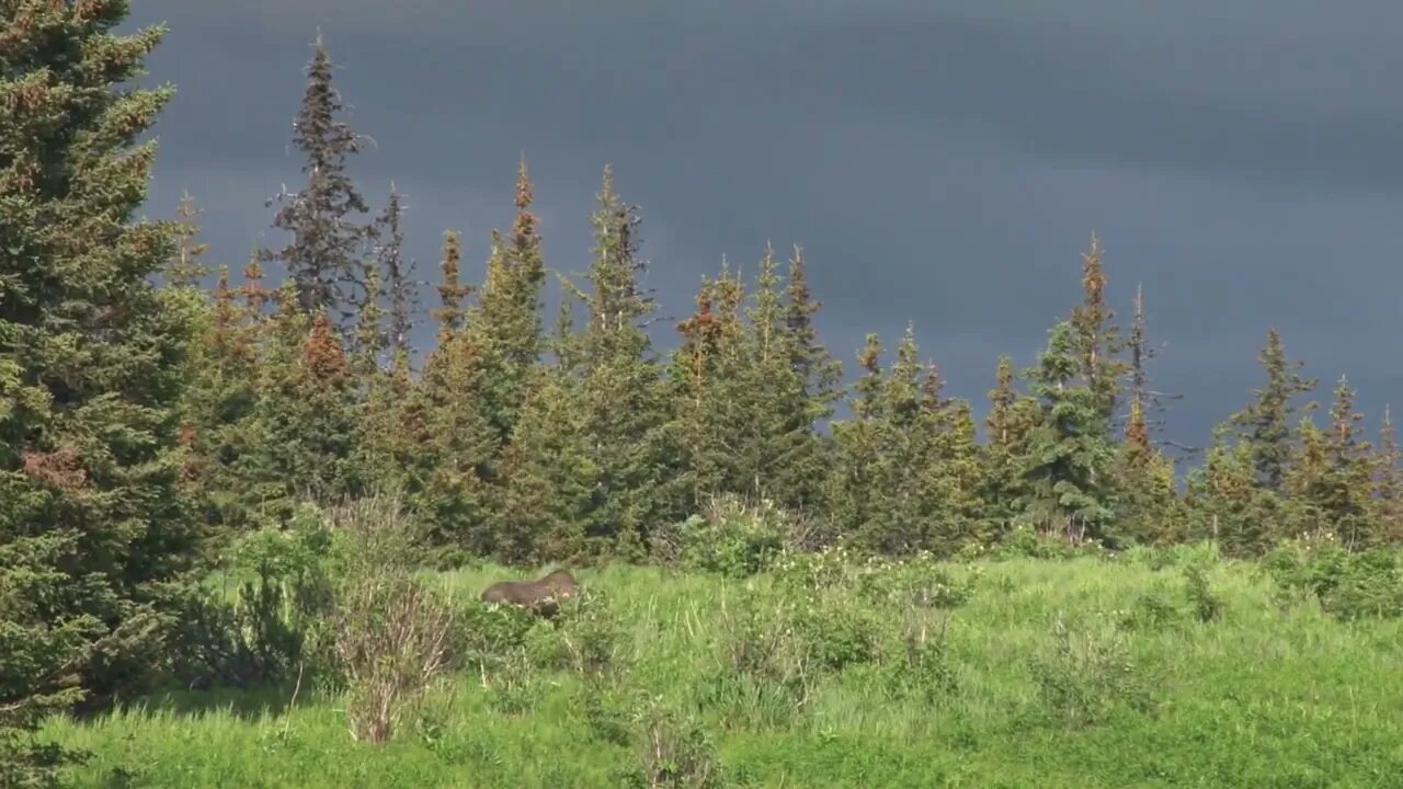 Moose on Stormy Forest Ridge