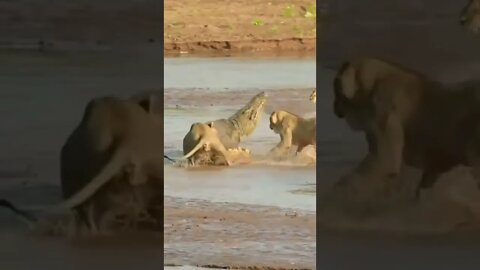 Lions Big fight Shorts,Amazing animal Video #r150shorts #youtubeshorts #ytshorts #animals