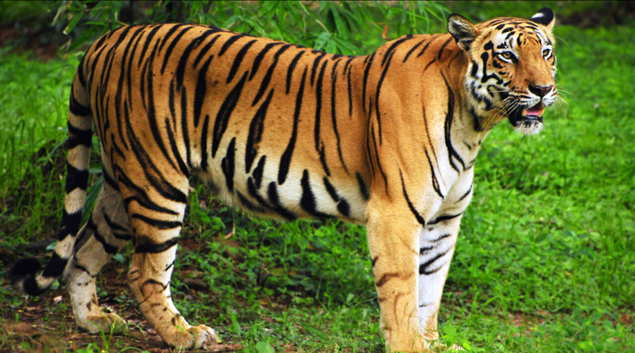 Mangrove Wild of The Bangladesh II Destroyed Royal Bengal Tiger