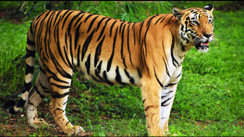 Mangrove Wild of The Bangladesh II Destroyed Royal Bengal Tiger