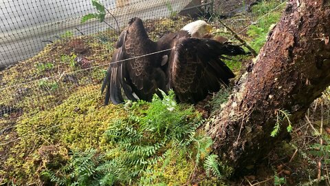 Eagles stuck in my farden fence