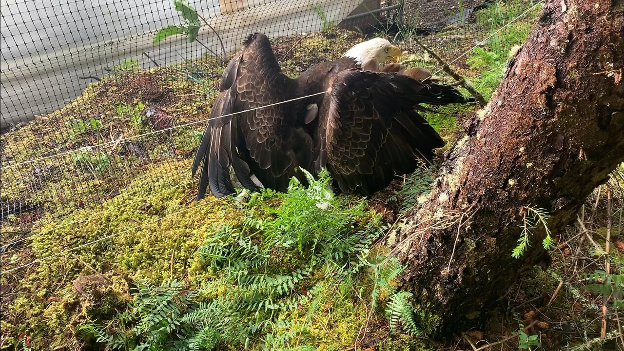 Eagles stuck in my farden fence