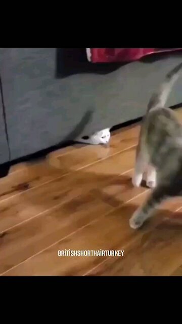 look at the cat funny 🐈