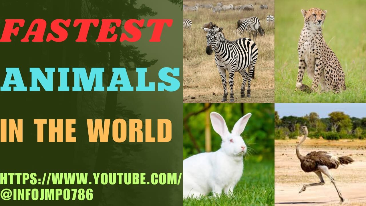 Fastest Animals In The World // Fastest Animals// Fast Animals In Land