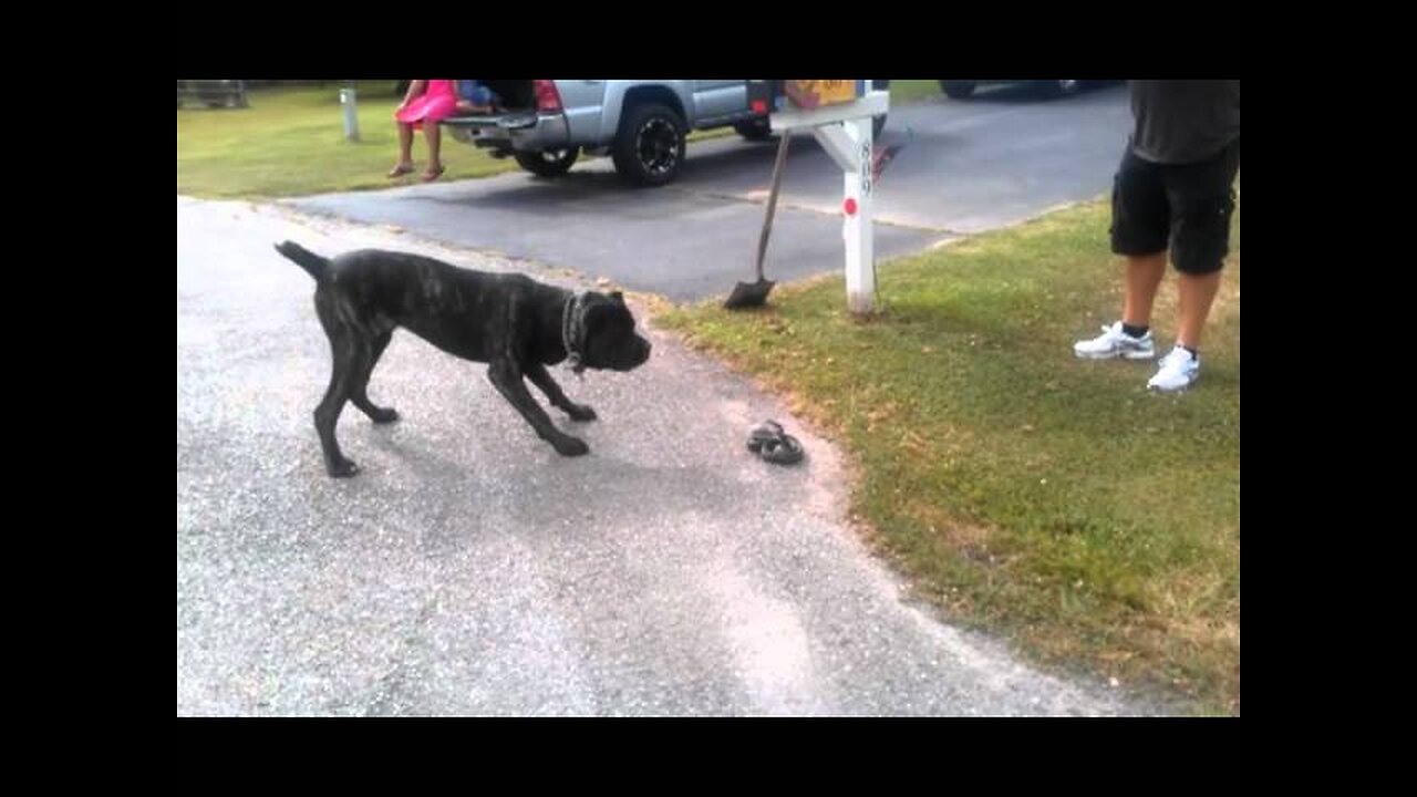 Cane Corso vs King Cobra