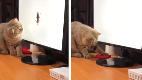 Cat Gets Confused Of Cockroach On Screen Tries To Find Everywhere