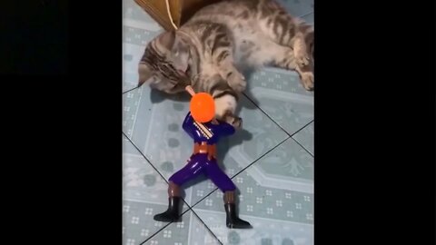 Funny Cat Video | Cat playing with Toy.