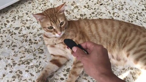 Sunny Playing With His Toy Mouse And The Feather Duster