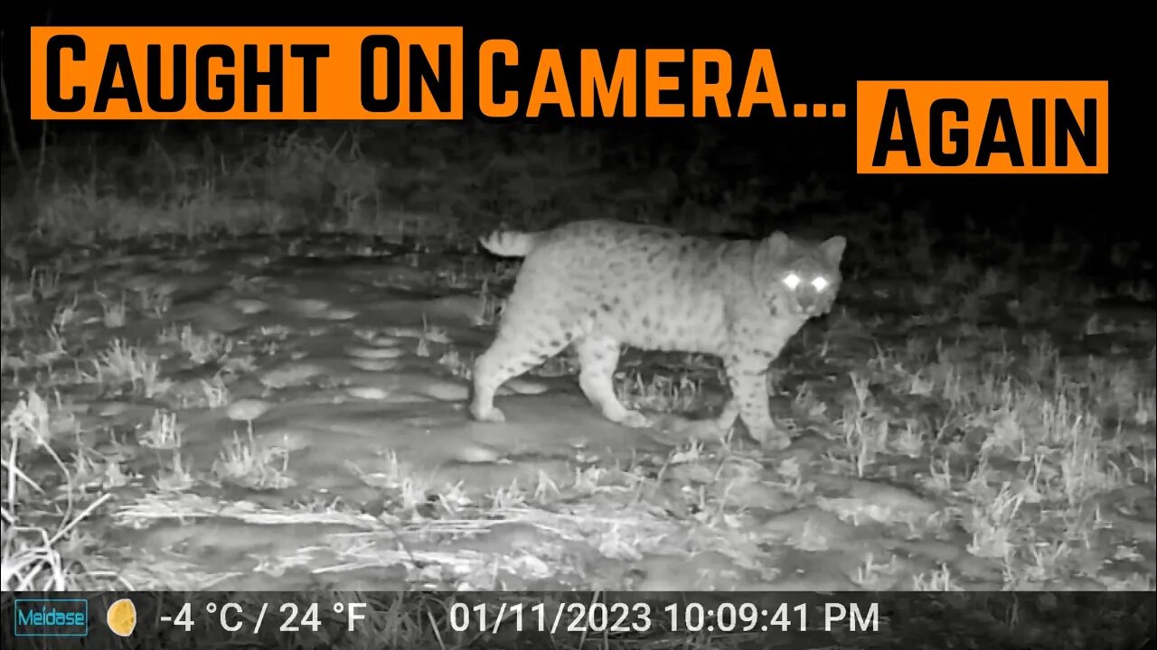 BOBCAT Back On The PROPERTY!!! (Trailcam Footage)