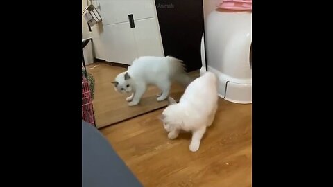 Funny animals - Funny cats _ dogs - Funny animal videos 2023